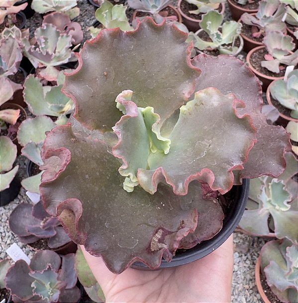 E. GIBB. CANDY WHIGRT POTE 11