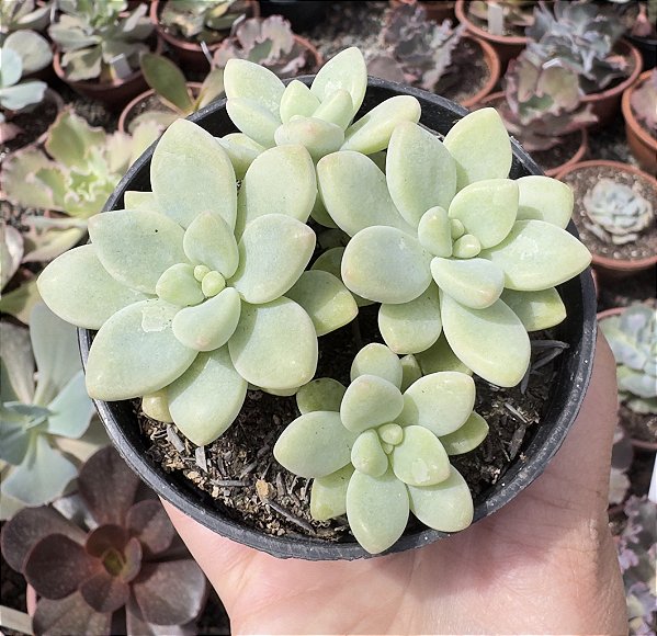 GRAP. CHEESECAKE POTE 9