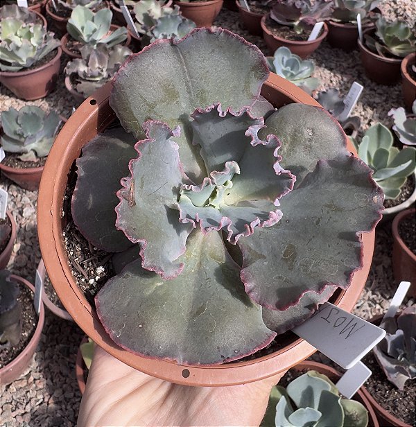 E. GIBB. MAJOVE POTE 11