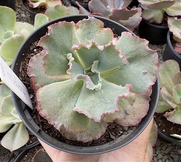 E. GIBB. MIDWAY POTE 11