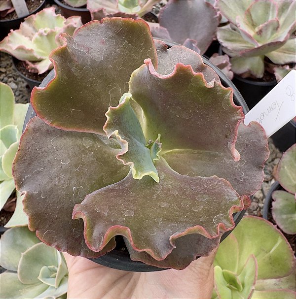 E. GIBB. TOMORROWLAND (CARÚNCULAS) POTE 11