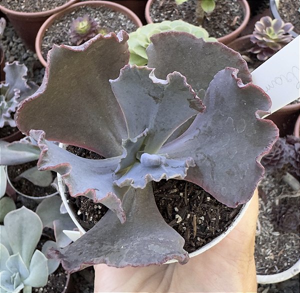 E. GIBB. TRAMADOL (CARÚNCULAS) POTE 9