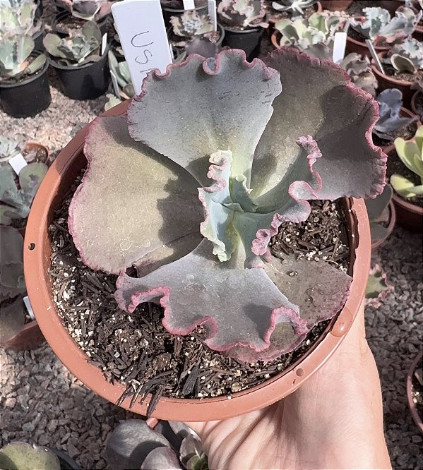 E. GIBB. USA (CARÚNCULAS) CUIA 13