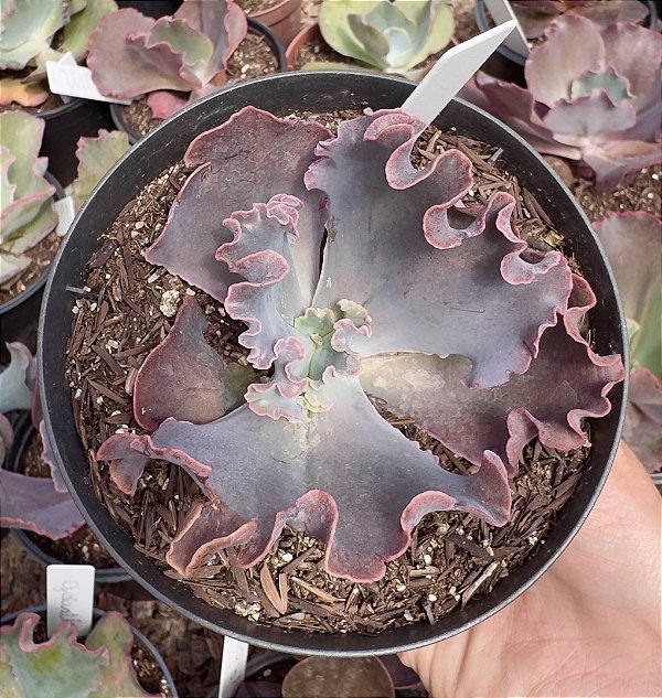 E. GIBB. MERIDIAN POTE 11