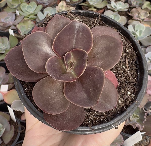 E. GIBB. MAHOGANY ROSE POTE 9 POUCA RAIZ
