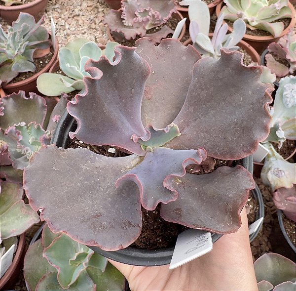 E. GIBB. POWAY POTE 11