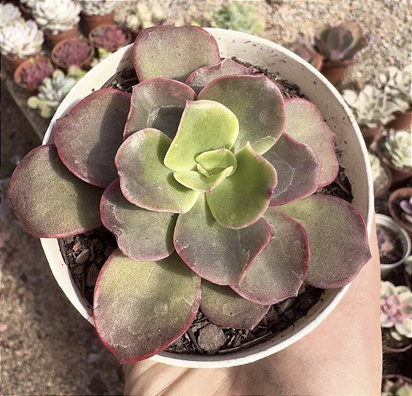 E. JULYANA POTE 9