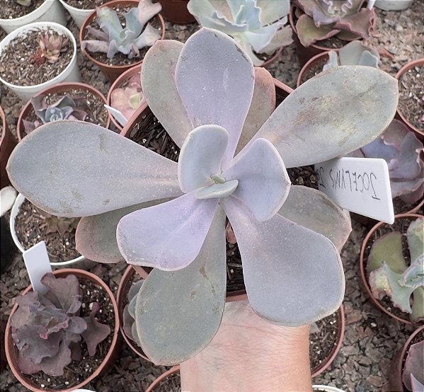 P. JOCELYN´S JOY (SEM VARIEGAÇÃO) POTE 11