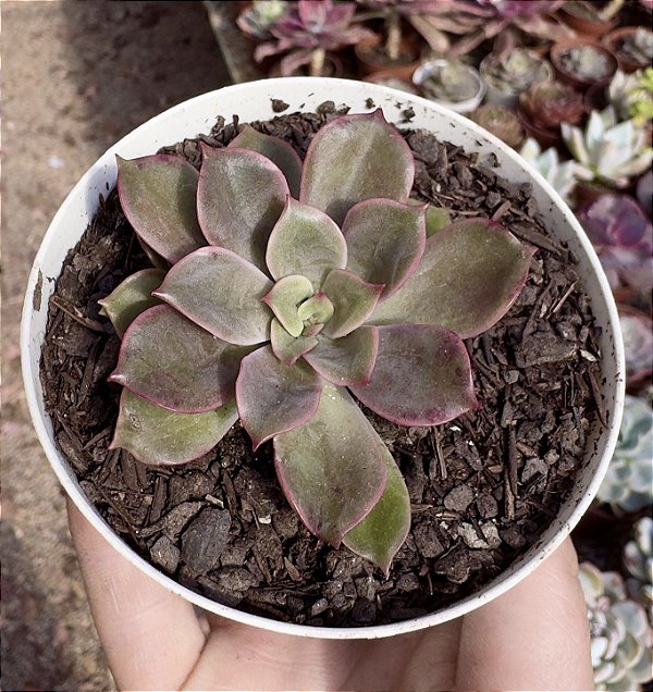 E. ARUBA POTE 9