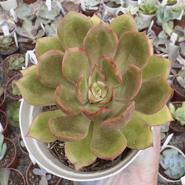 E. ARUBA POTE 9