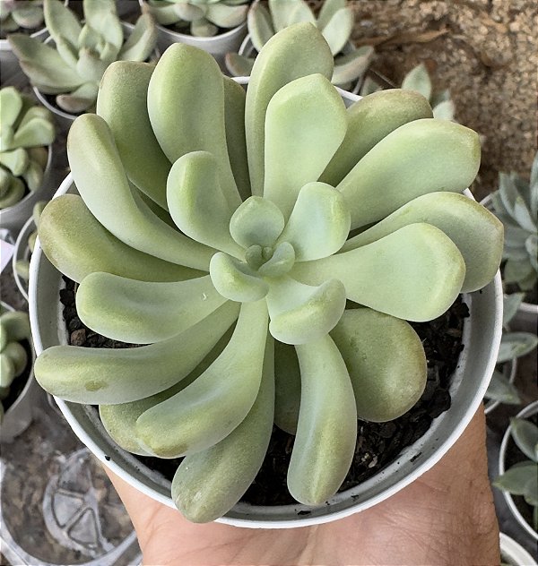 E. XYLITOL POTE 9