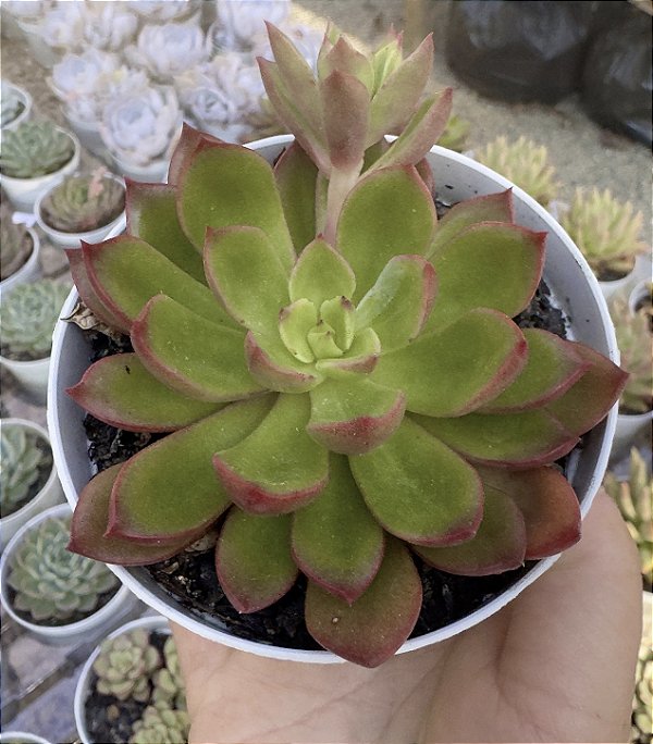 E. PERSEFONE RUBRA POTE 9