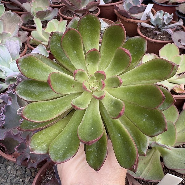 E. PERSEFONE RUBRA POTE 9