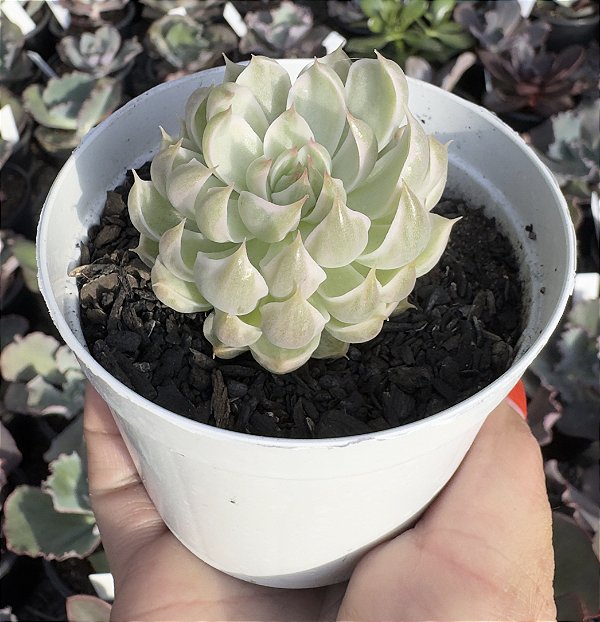 GRAP. MARGARET REPPIN VAR. POTE 9