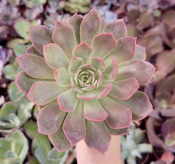 E. RED PASSION POTE 9