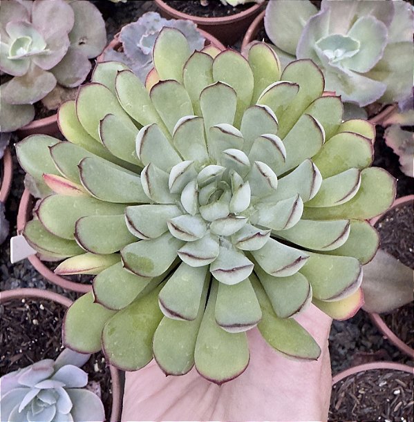 E. DREAM QUEEN POTE 9