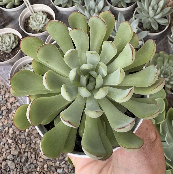 E. DREAM QUEEN POTE 9