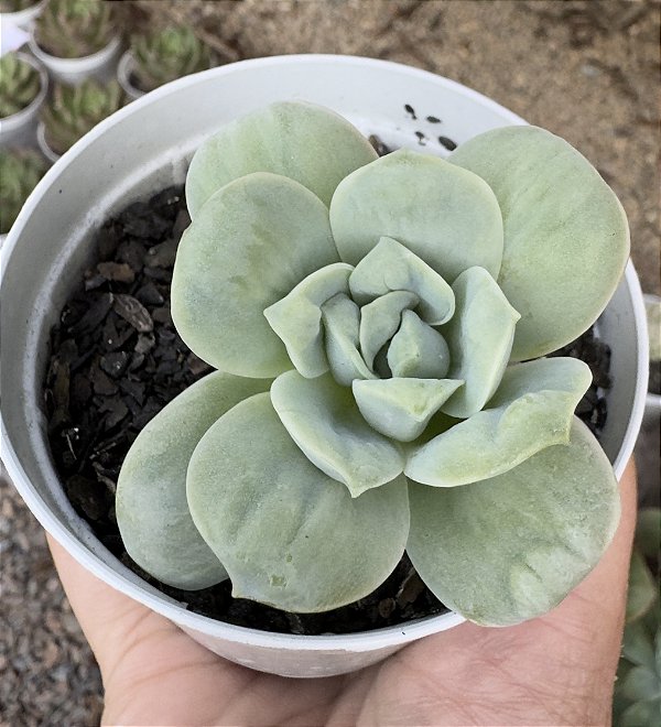 GRAP. LOVELY ROSE C/CARÚNCULAS POTE 9