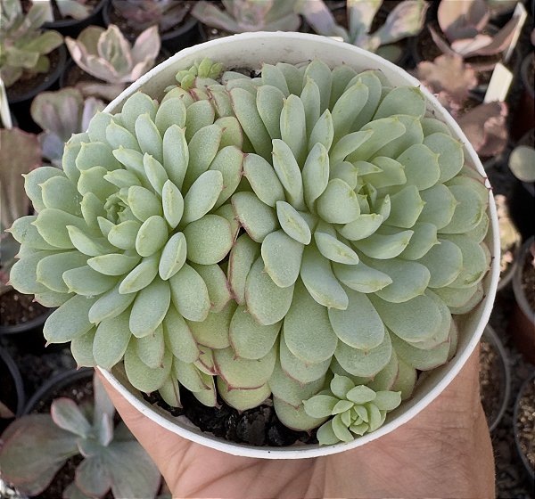 E. LITTLE RED BOAT POTE 9