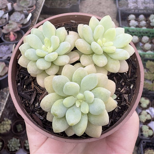 E. ROCOCÓ COLÔNIA POTE 9