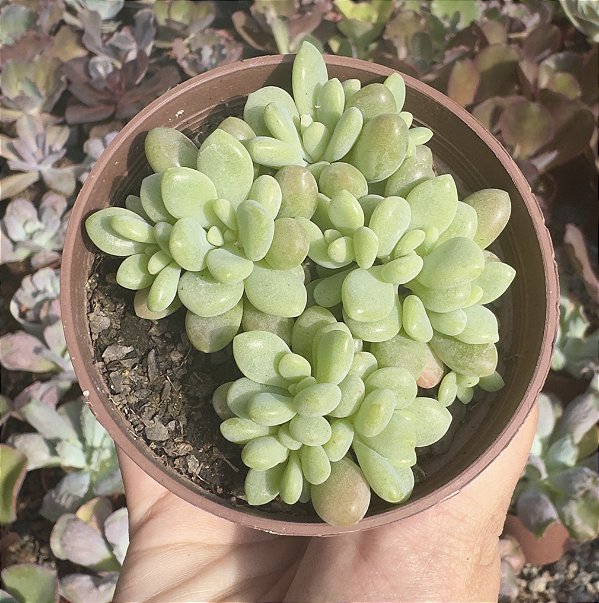 E. ROCOCÓ COLÔNIA POTE 9