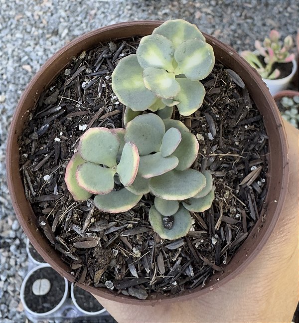 SED. SIEBOLDII VAR. (POUCA VARIEGAÇÃO) POTE 9