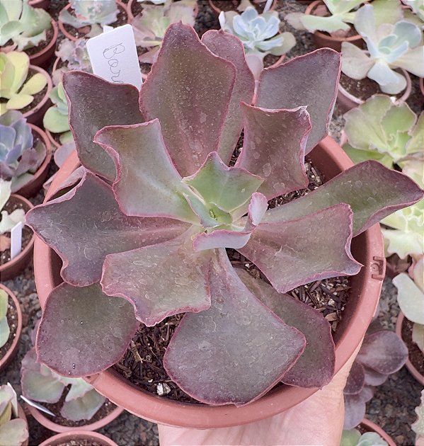 E. GIBB. BORDA RUBRA CUIA 13