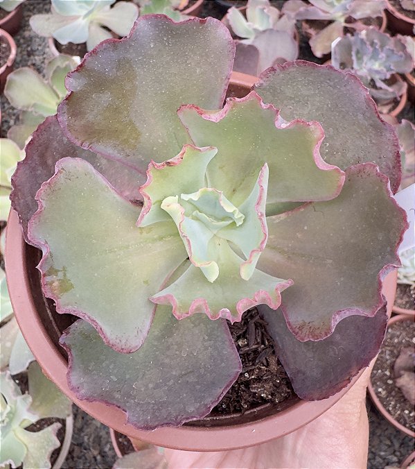 E. GIBB. 12 DE MARTA POTE 11