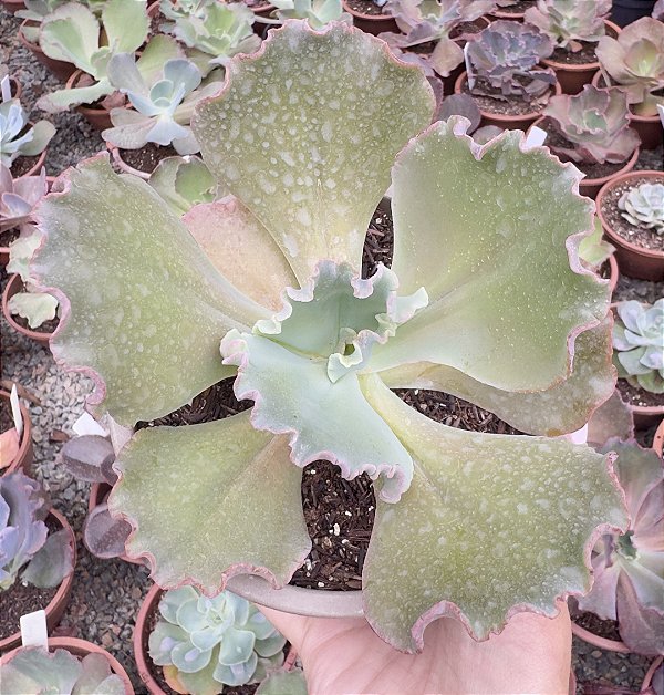 E. GIBB. FACHE POTE 11