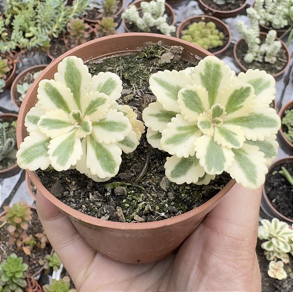 SED. ATLANTIS VAR. POTE 9