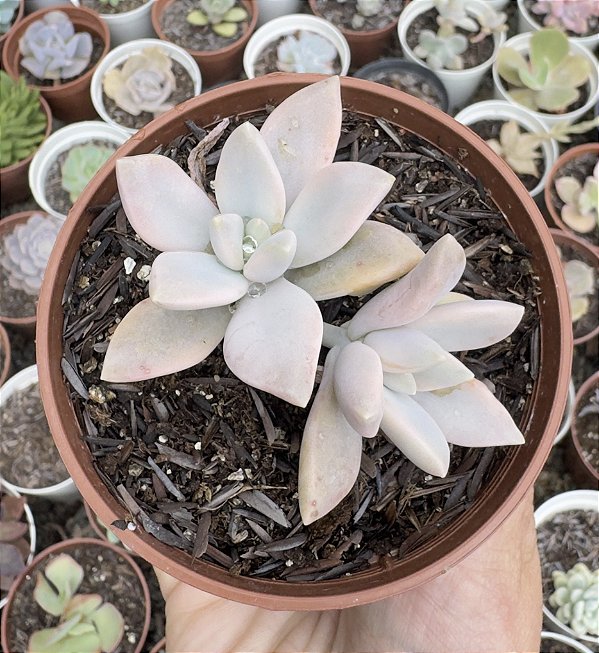 P. POWDER PUFF VAR. (2) POTE 9