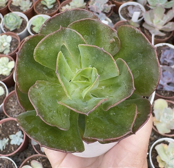 E. GIBB. LIZ (CARÚNCULAS) POTE 9