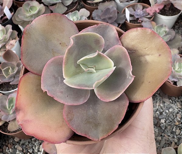 E. GIBB. CUENCA (CARÚNCULAS) POTE 9