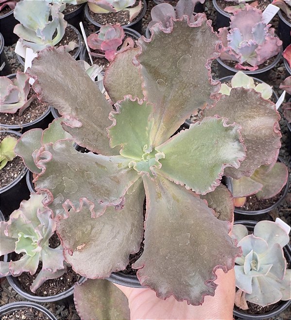 E. GIBB. CAMPFIRE (CARÚNCULAS) POTE 11