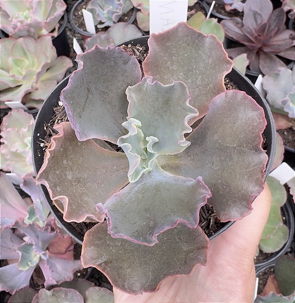 E. GIBB. MAZE POTE 11