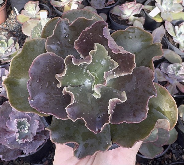 E. GIBB. MERIDA POTE 9