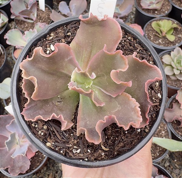 E. GIBB. MERIDA POTE 11