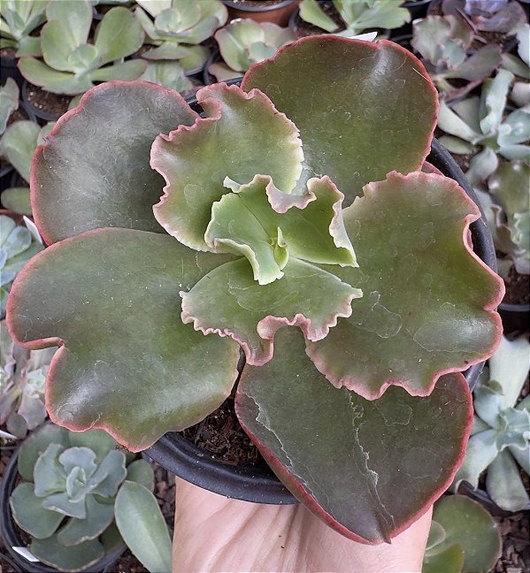 E. GIBB. MERIDA POTE 11