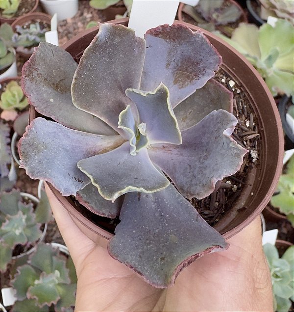 E. GIBB. ZIHE (CARÚNCULAS) POTE 9