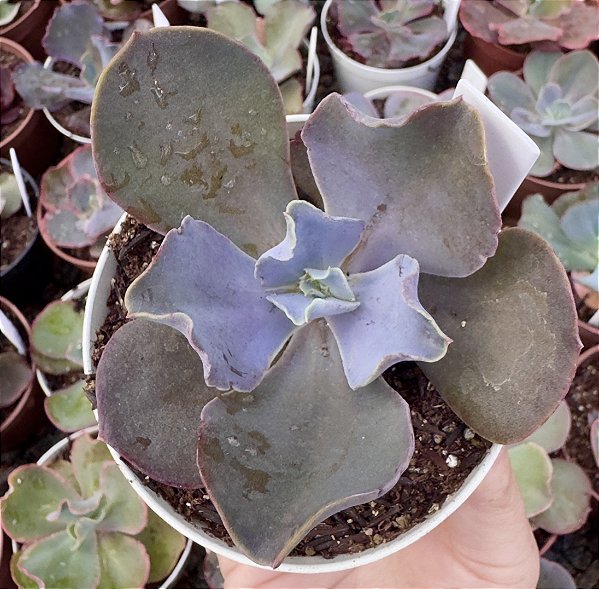 E. GIBB. ZIHE (CARÚNCULAS) POTE 9