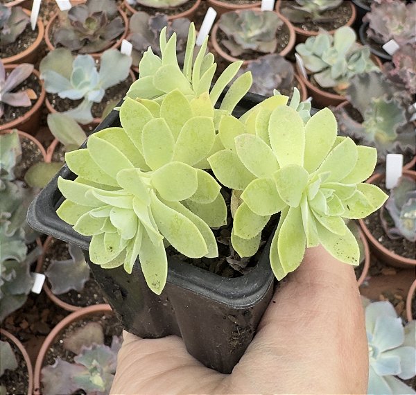 SED. PALMIERI POTE 7