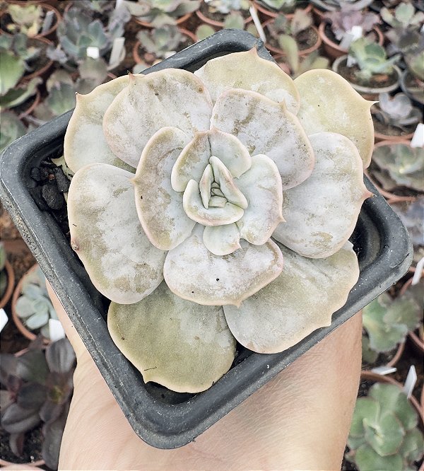 E. MARBLE (MAGIC BALL) POTE 7