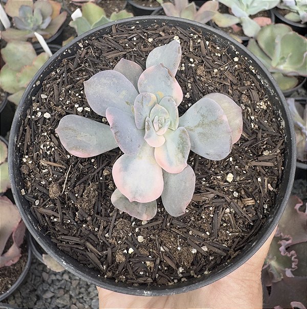 E. VENEZUELENSIS VAR. (2) POTE 9