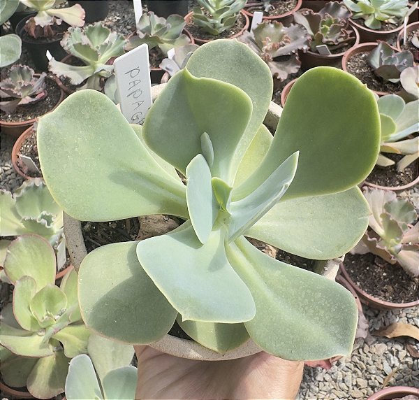 E. GIBB. PAPAGENO CUIA 13