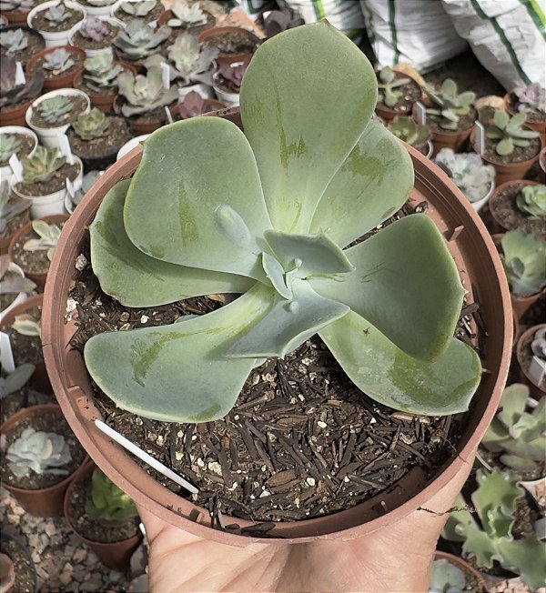 E. GIBB. PAPAGENO POTE 9