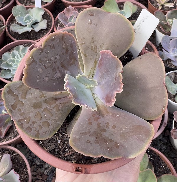 E. GIBB. MUSTARD GREEN POTE 11