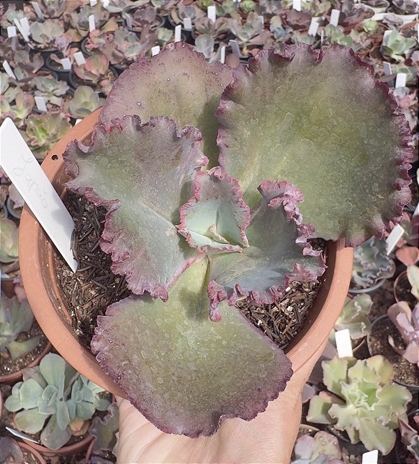 E. GIBB. JAPÃO POTE 11