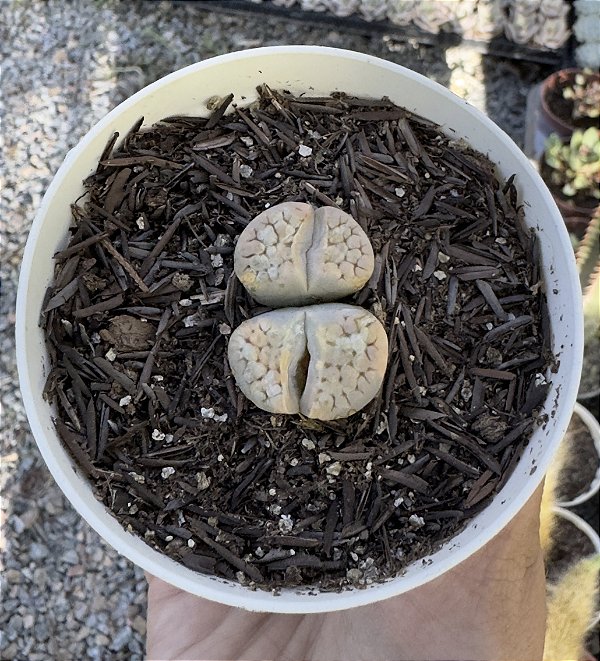 LITHOPS 6 POTE 9
