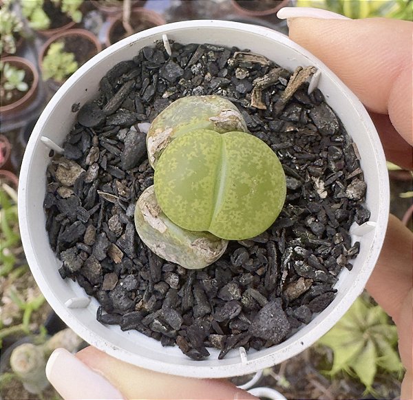 LITHOPS 4 POTE 6