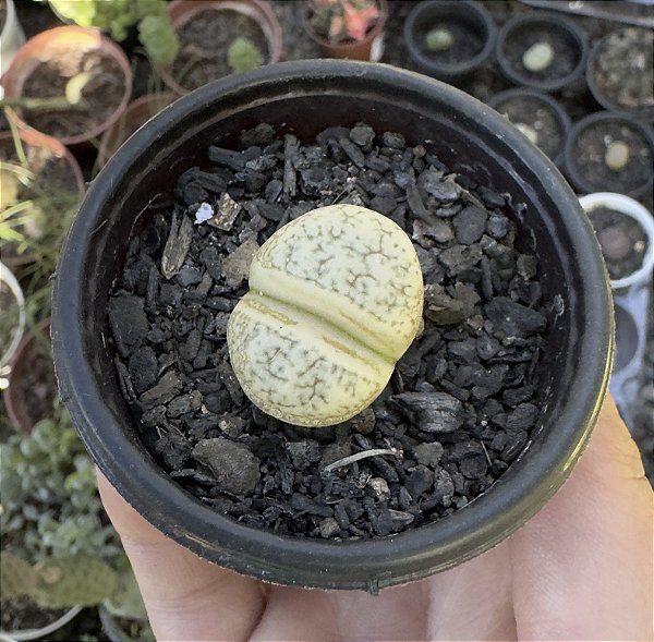 LITHOPS 1 POTE 6
